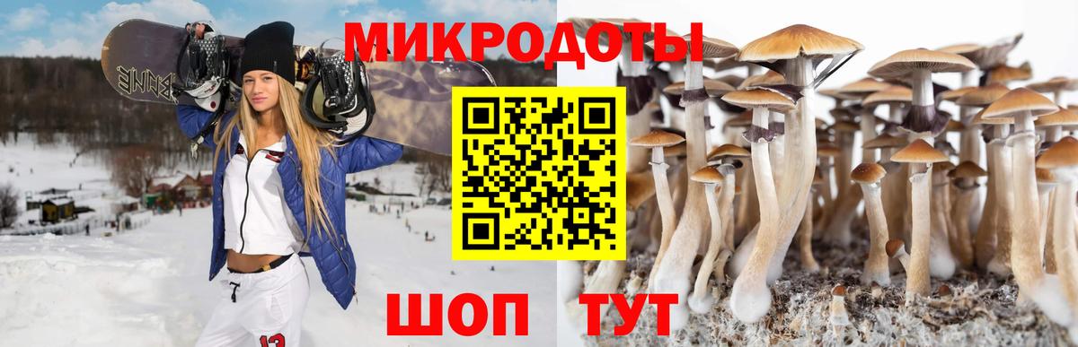 Псилоцибиновые грибы мицелий Зеленогорск